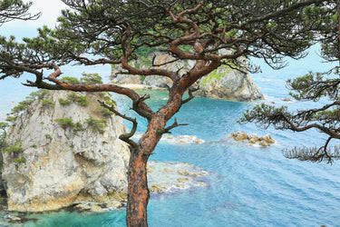 10 RED Japanese PINE TREE Korean Pinus Densiflora Evergreen Seeds